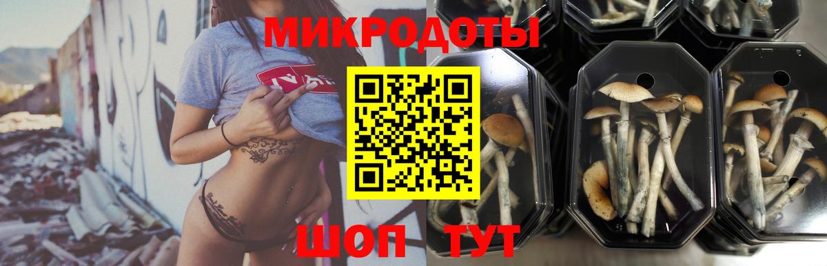 Галлюциногенные грибы Cubensis Черкесск